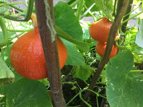 Winter Squash