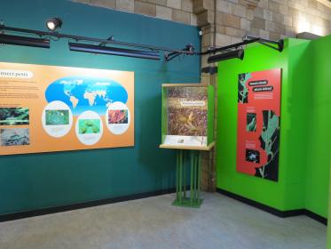 Creepy Crawly Display